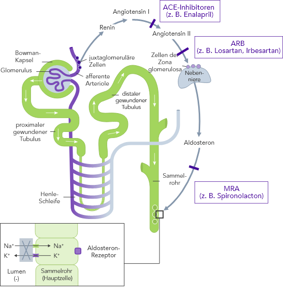 Diagram: impact of RAASi on renal function