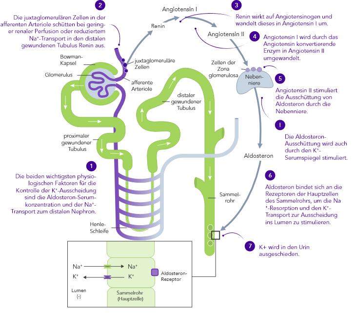 Role of renal excretion in potassium homeostasis