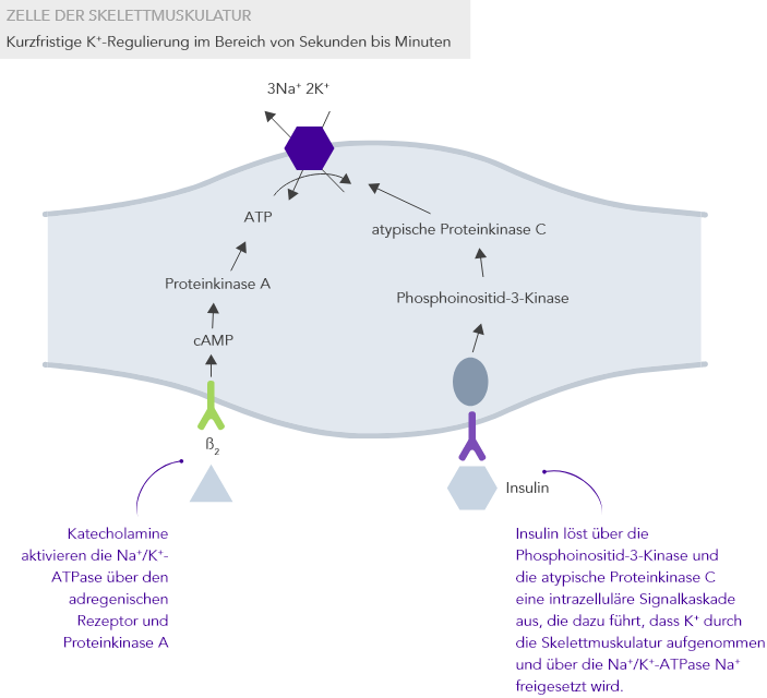 Role of skeletal muscle cells in potassium homeostasis